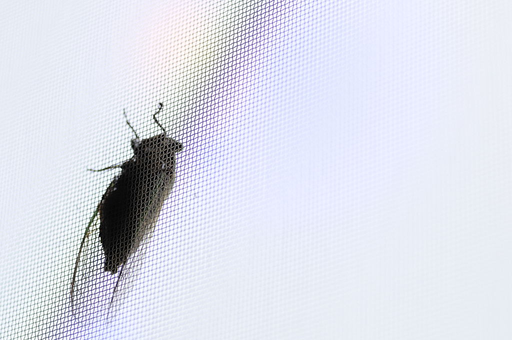 Visitor