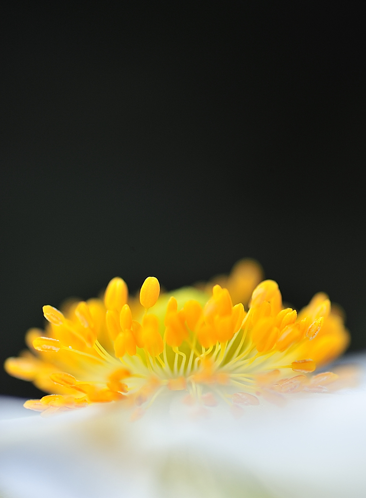 題名の無い花