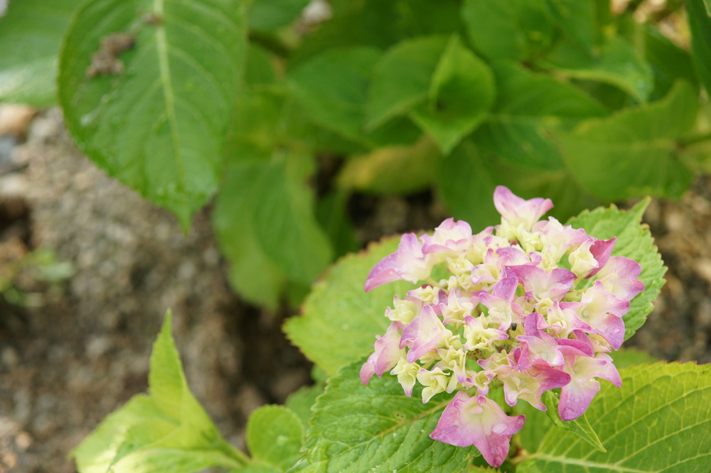 雨あがりの紫陽花