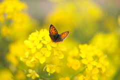 X-T20 XF35mmF1.4 菜の花