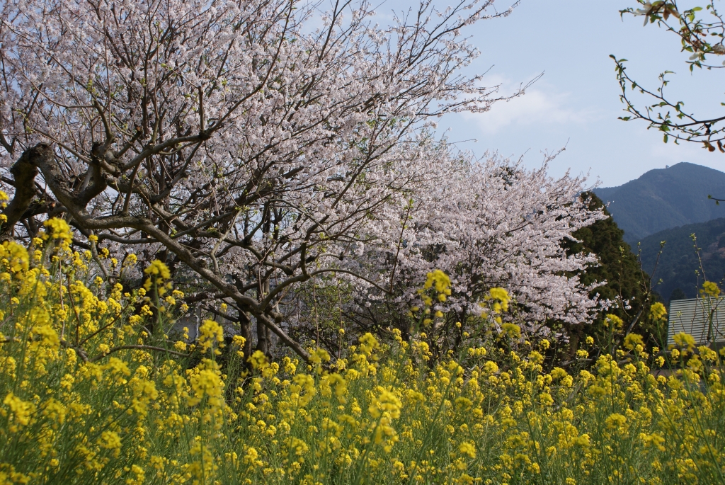 桜と菜の花