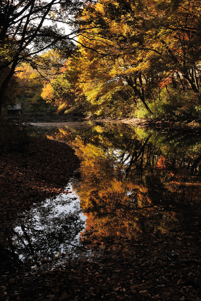 竹の山の紅葉Ⅱ