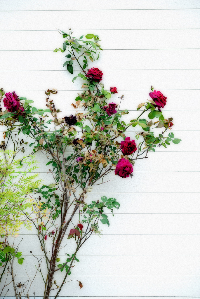 壁の花