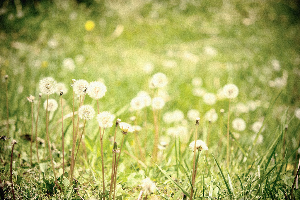 春の野Ⅴ