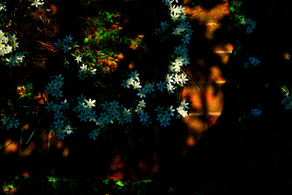花壇の花Ⅱ