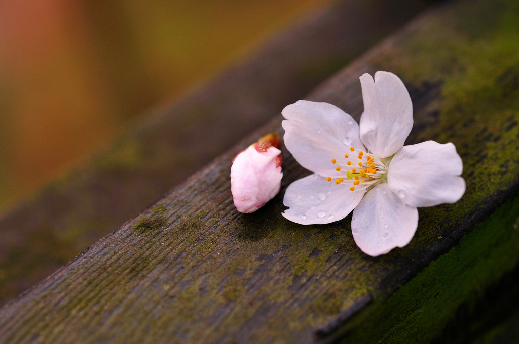 小鳥たちの落し物　～　ＳＡＫＵＲＡ