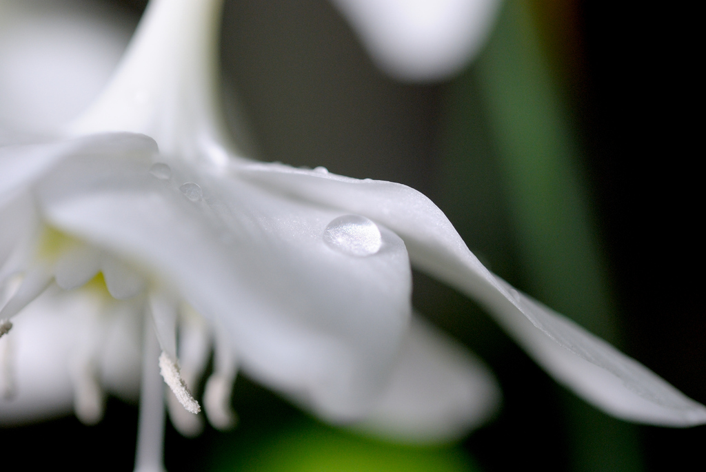 シルクの花びら