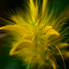 Strange Yellow