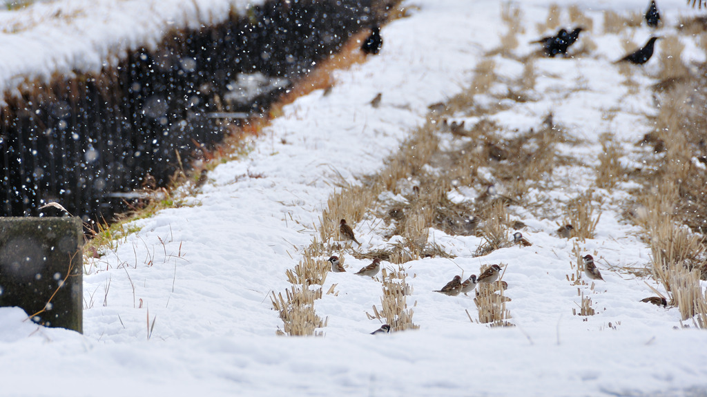 雪・雀・烏