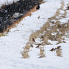 雪・雀・烏