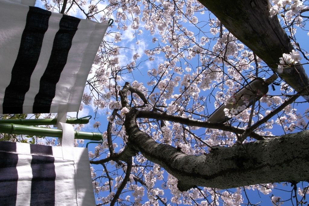 旗めく桜