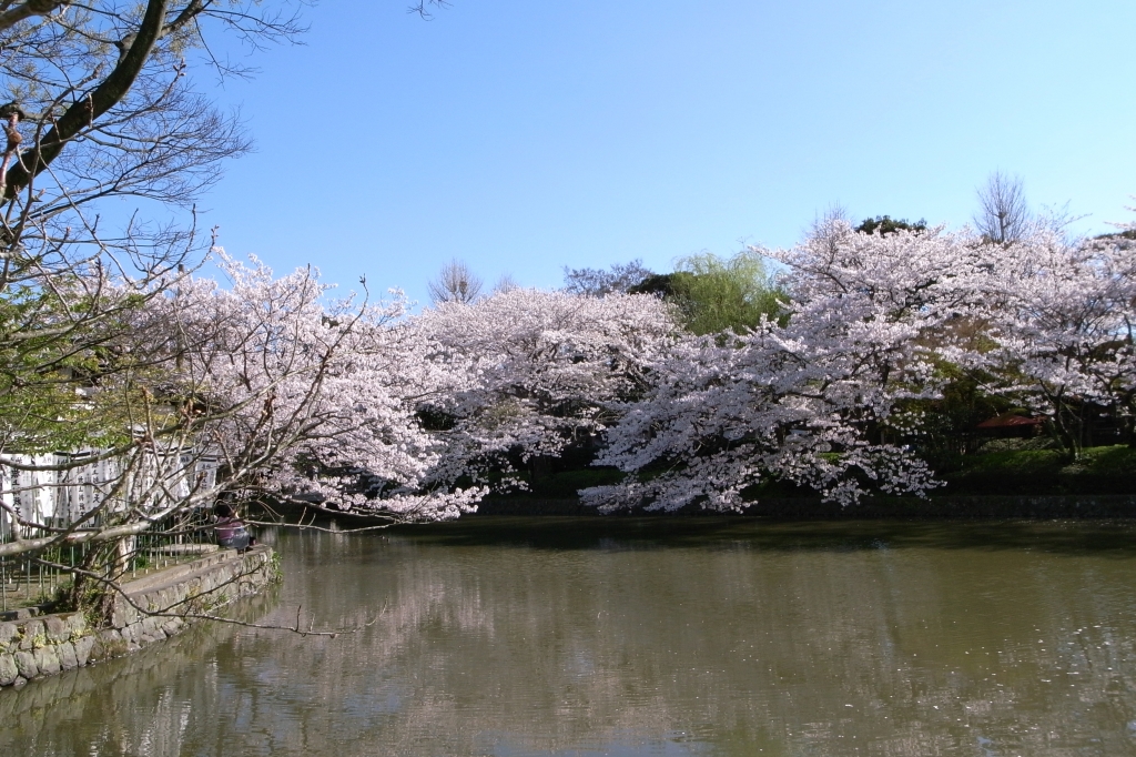 源平池の桜