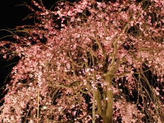 夜桜