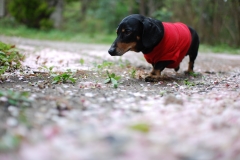 桜の絨毯の中で