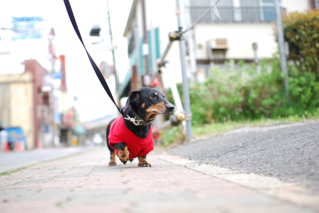 散歩♪
