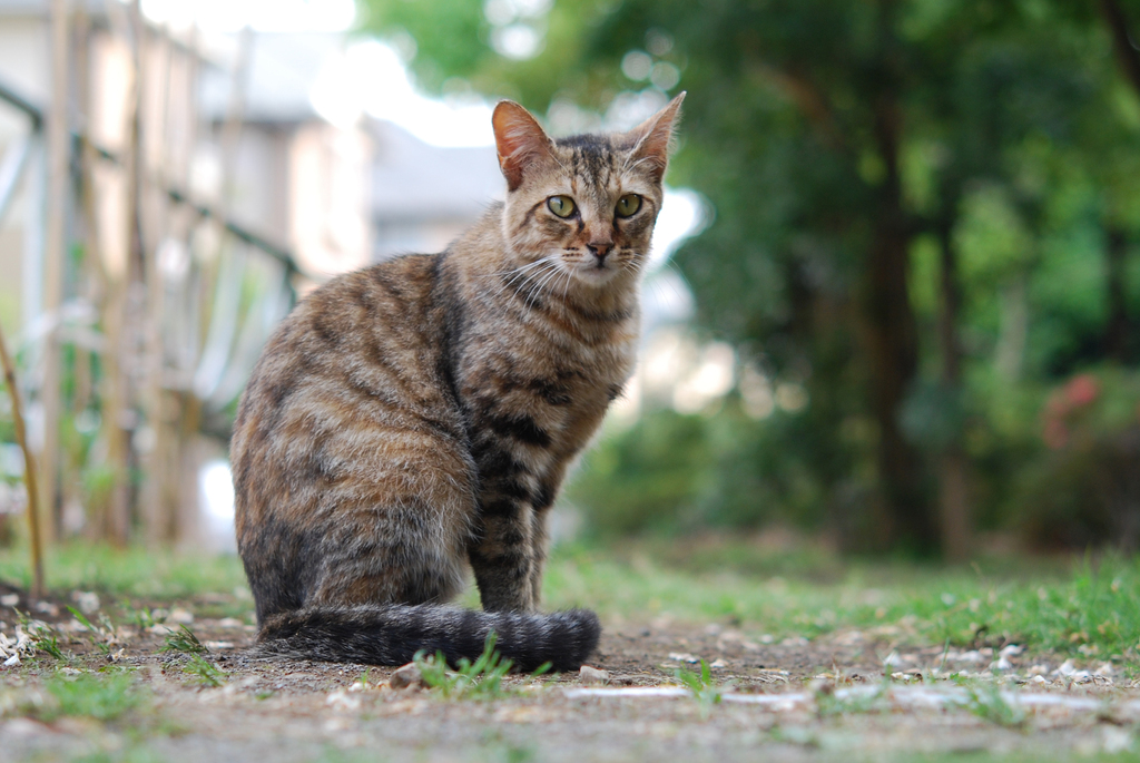 野良猫