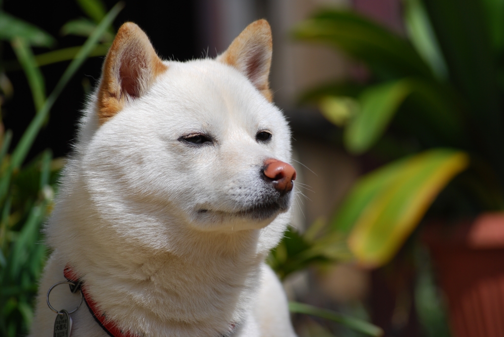 ソフトバンクごっこ