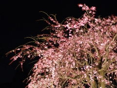妖艶な夜桜