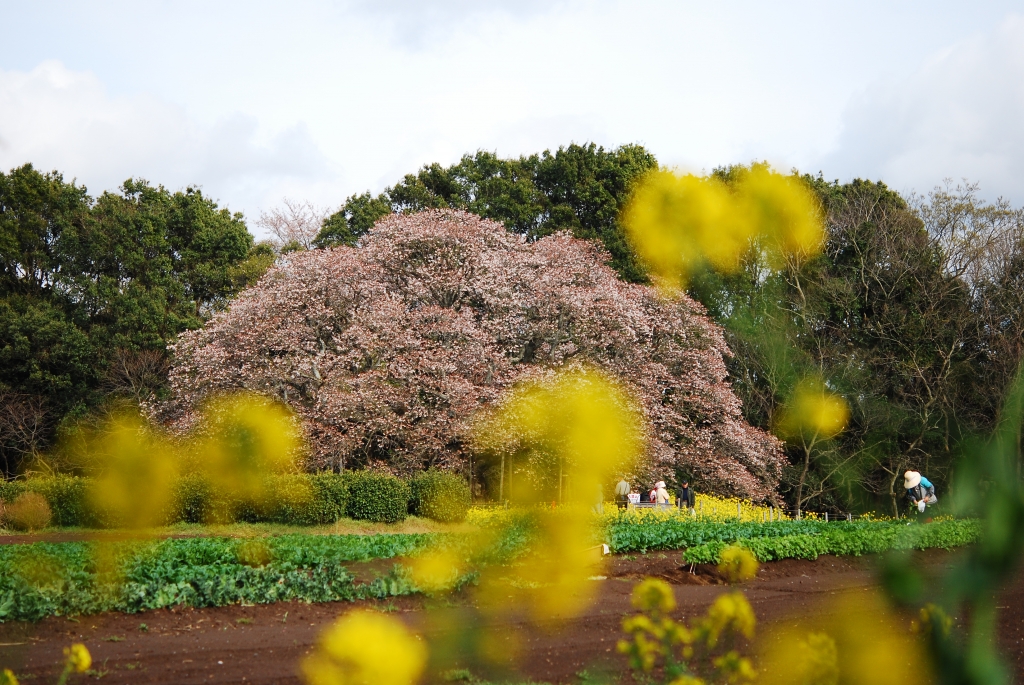 菜の花の向うに