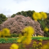 菜の花の向うに