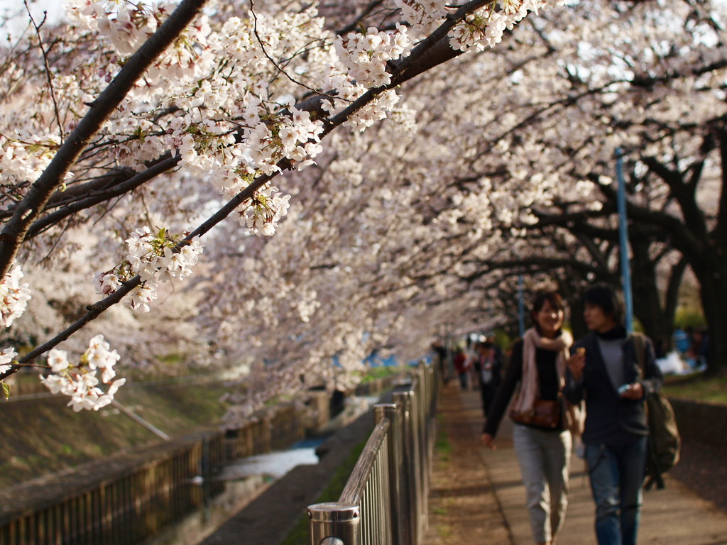 誘われて～桜