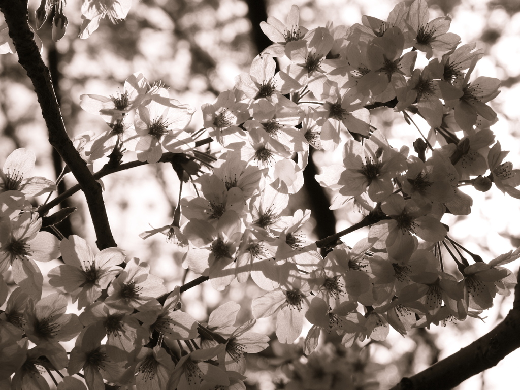 2010-sakura