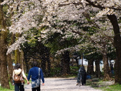 2010-sakura