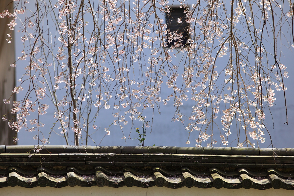 醍醐寺の枝垂れ桜