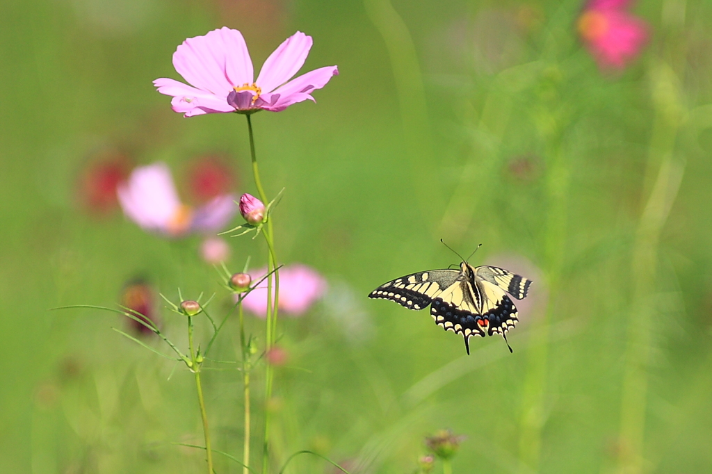 蜜だらけ