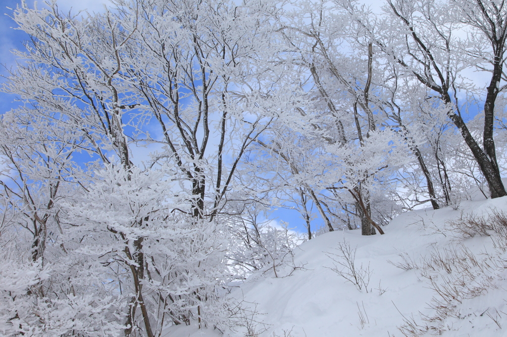 雪化粧