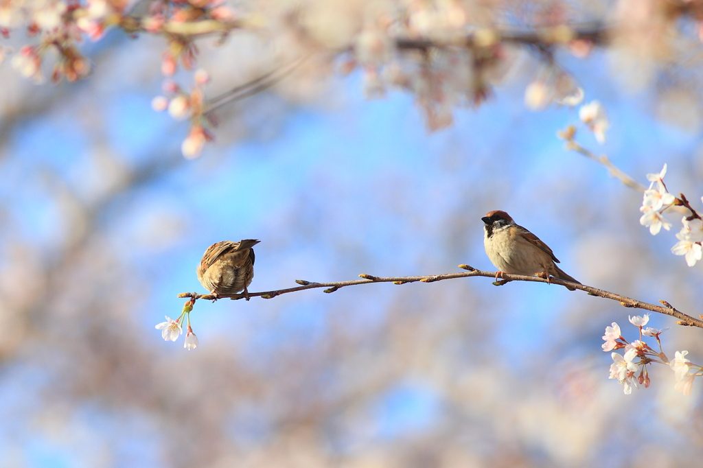 桜で遊ぶ雀たち