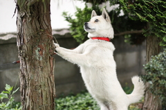 木登り