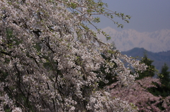 立屋の桜１