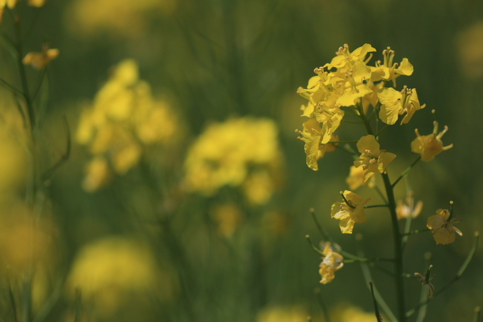 菜の花3