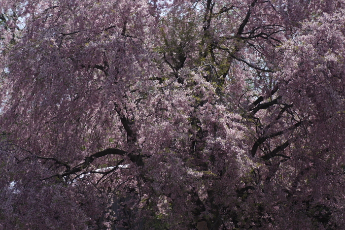 立屋の桜