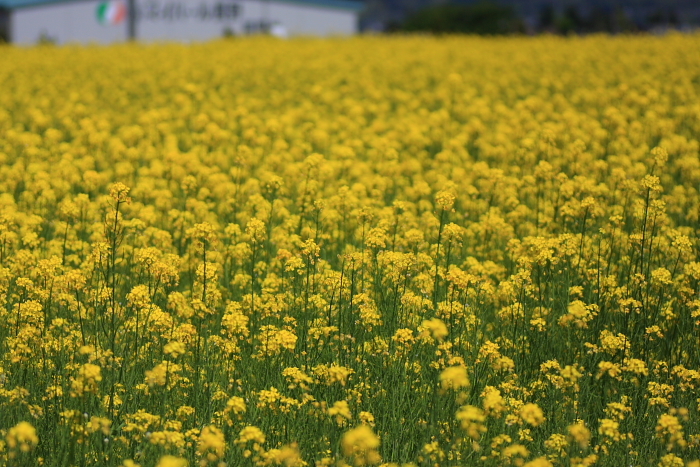 菜の花4