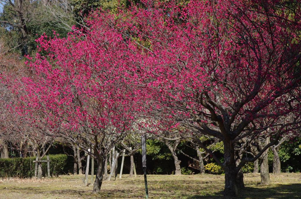 紅梅