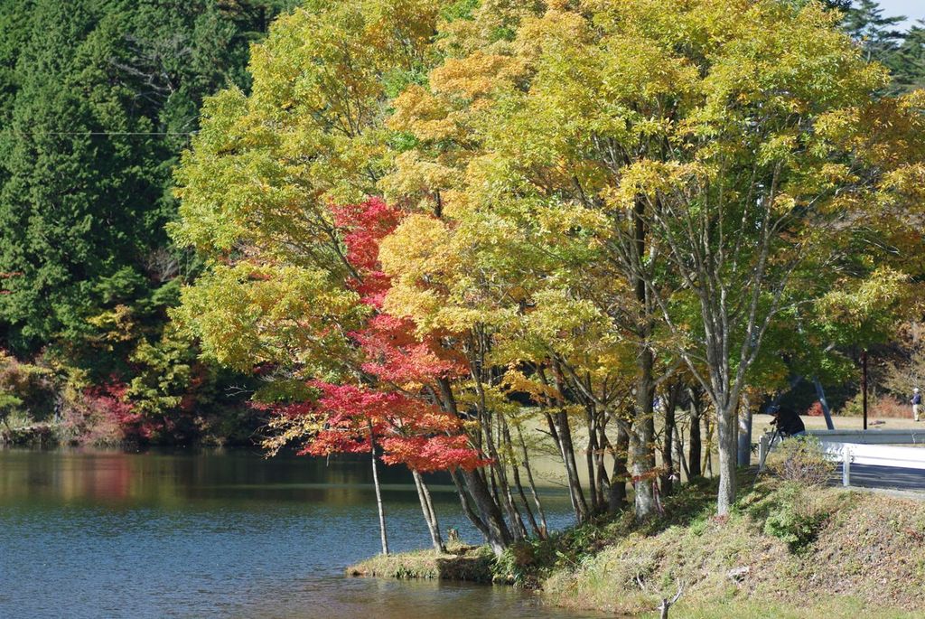 段戸湖の紅葉