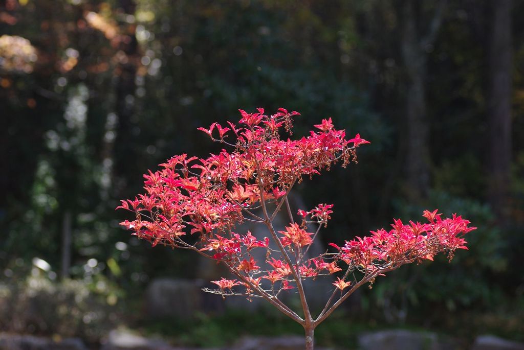 段戸湖の紅葉