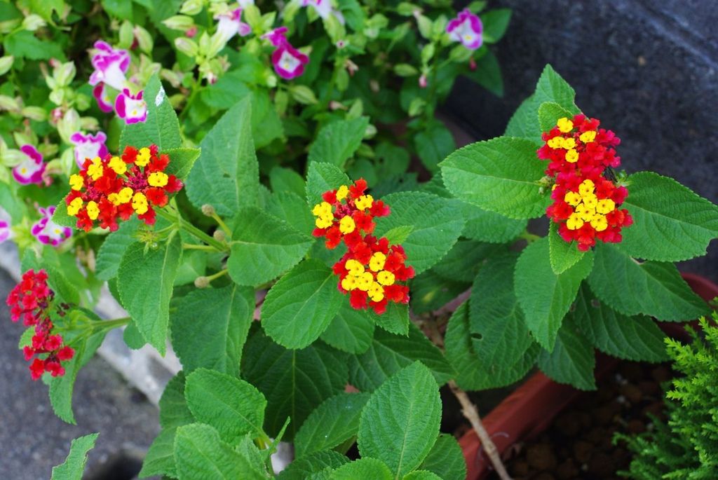 花