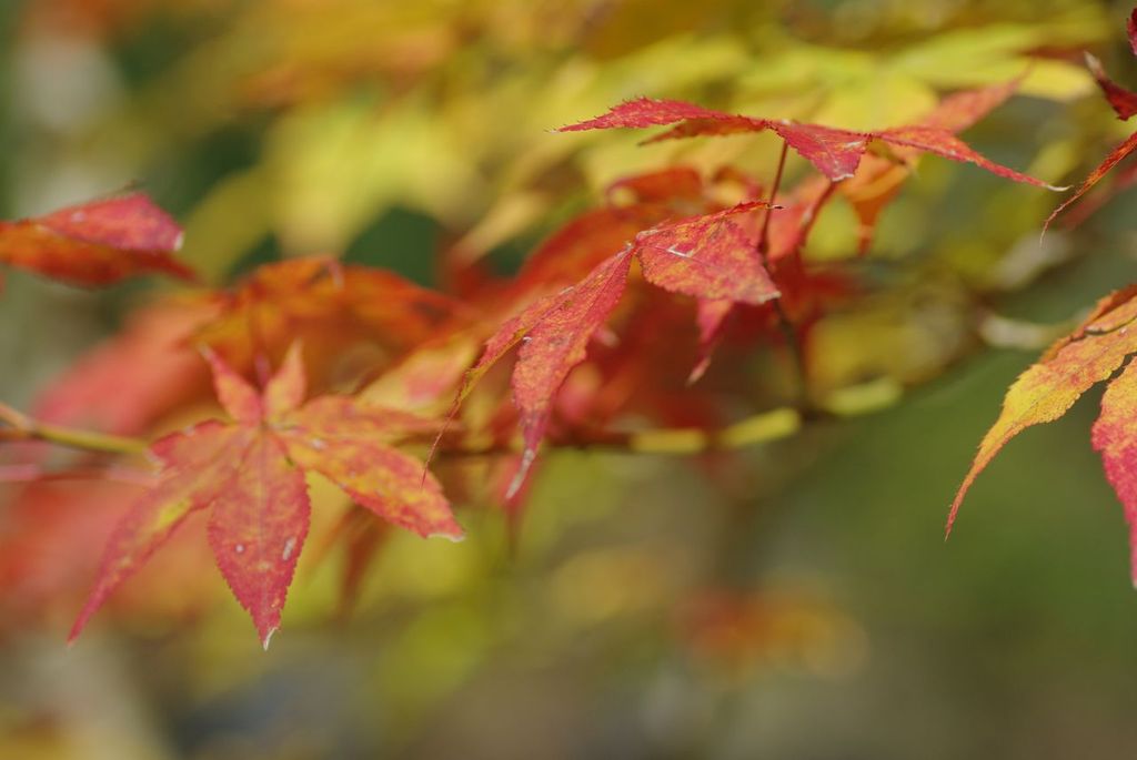 段戸湖の紅葉