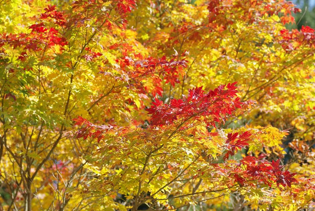 段戸湖の紅葉