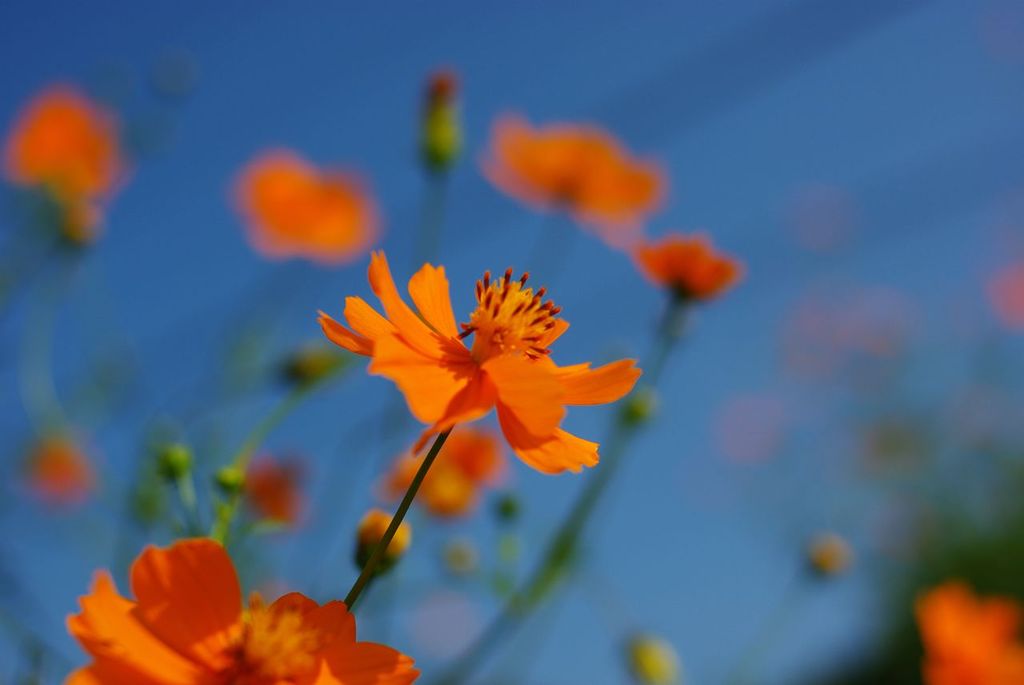 花