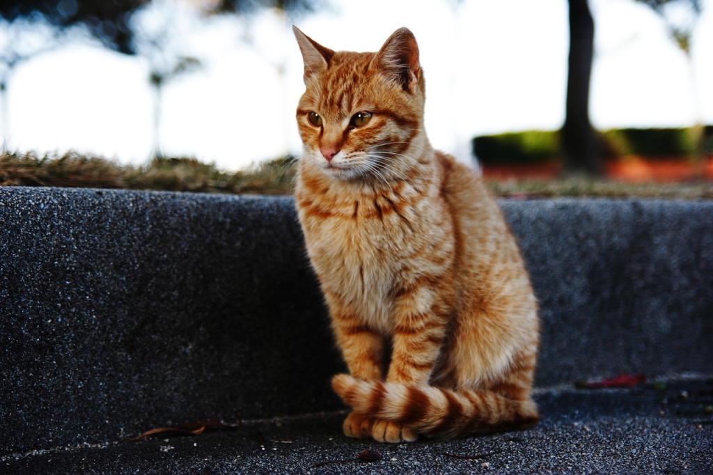 シャンとした猫