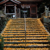 銀杏階段