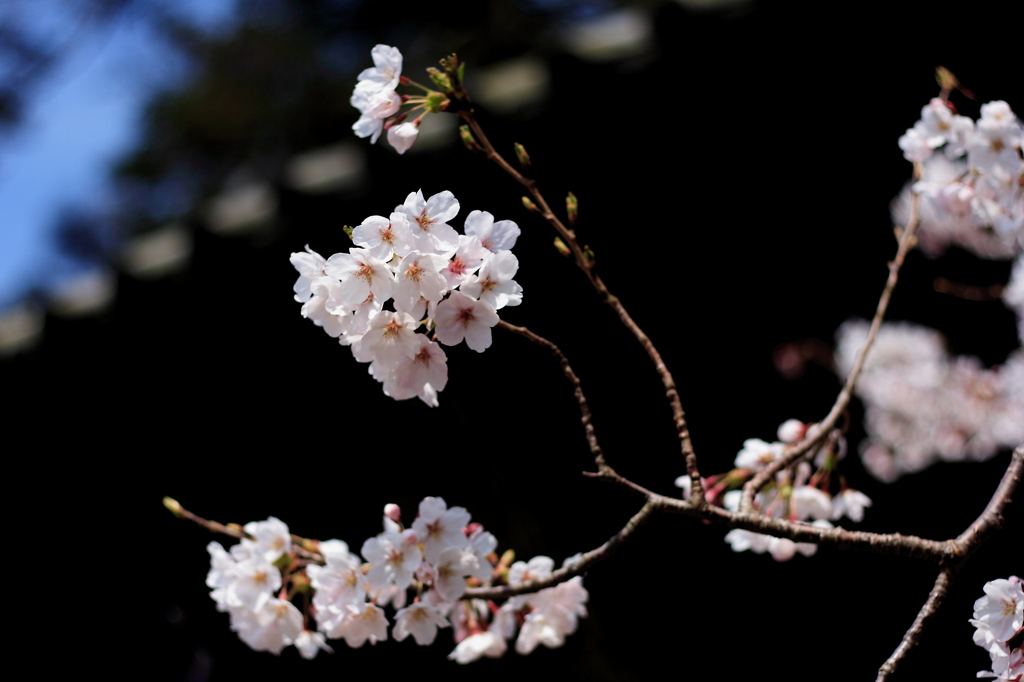 満願寺の桜