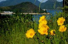 しまなみ初夏の景色