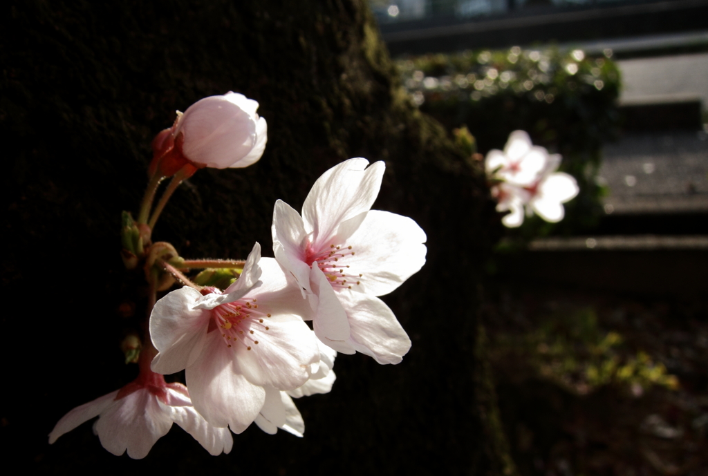 胴吹きの桜