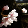 胴吹きの桜