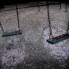 桜　雨